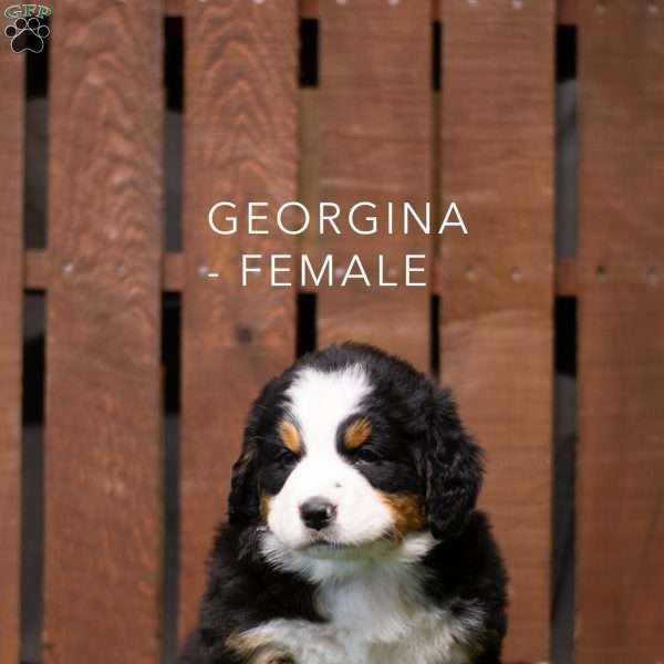 Georgina, Bernese Mountain Dog Puppy
